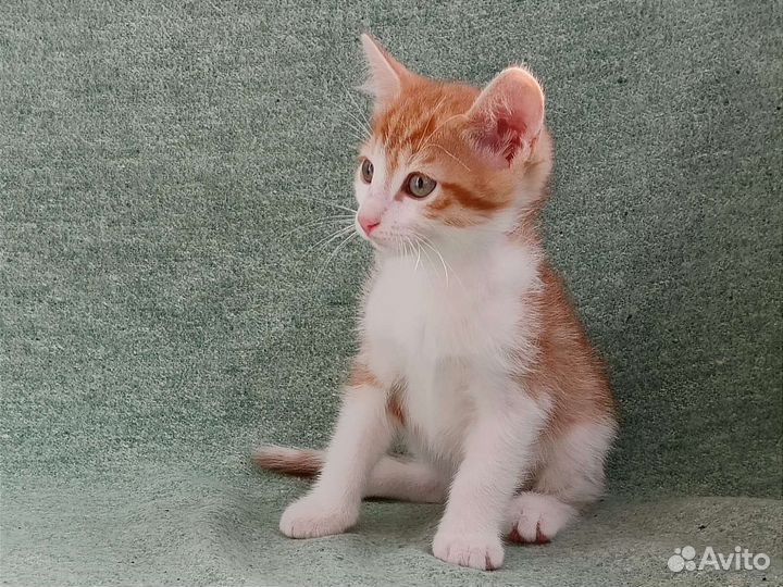 Котенок рыжий