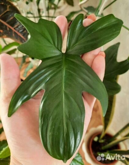 Филодендрон