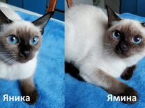 Тайские котята из питомника