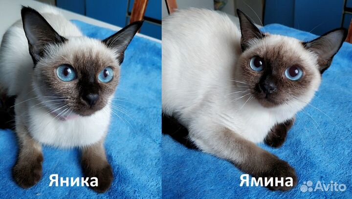 Тайские котята из питомника