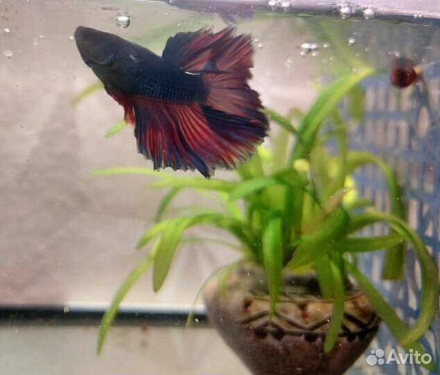 Рыбки петушок