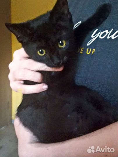 Котик-подросток. Доставка