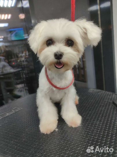 Груминг, стрижка собак