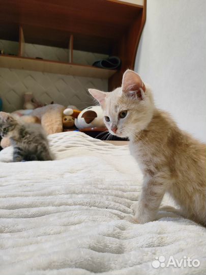 Отдаём котят в добрые руки