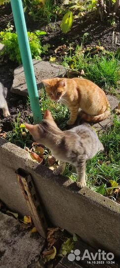 Котята в добрые руки