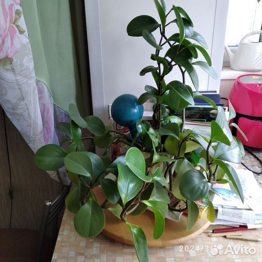 Комнатные цветы: пеперомия и роза