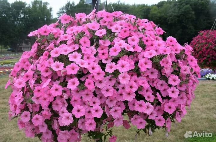 Вегетативная петуния