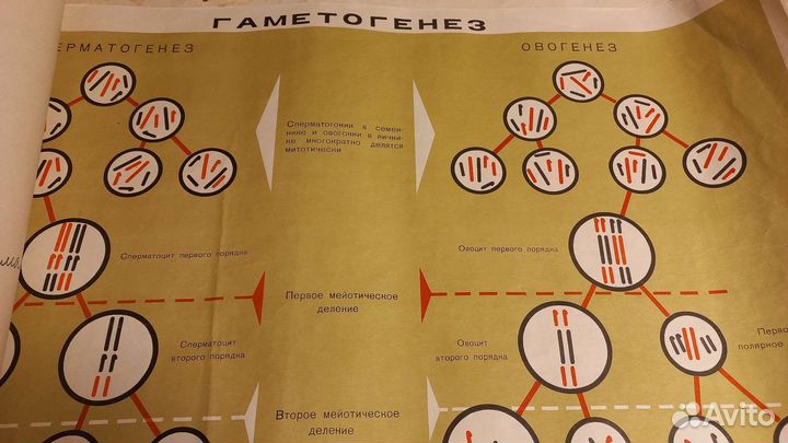 Учебные пособия СССР