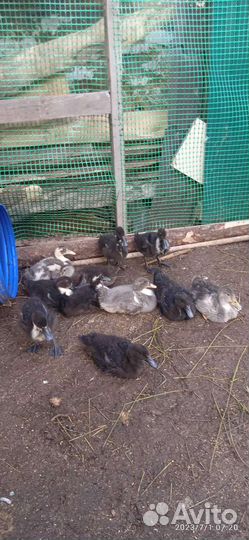 Цыплята и утята