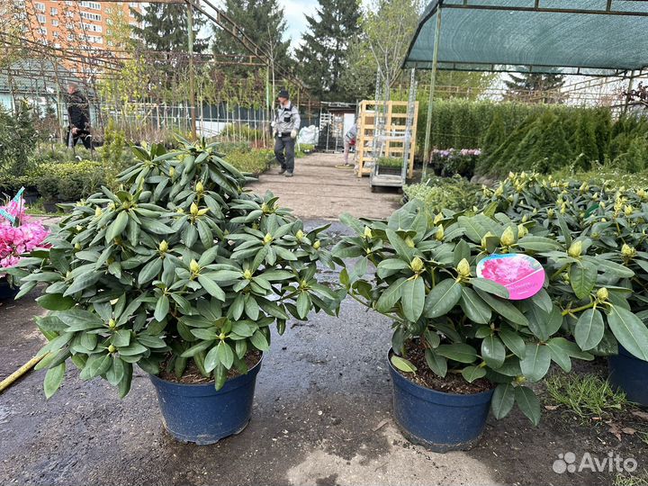 Рододендрон