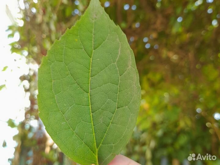 Листо толькочто сорвоный