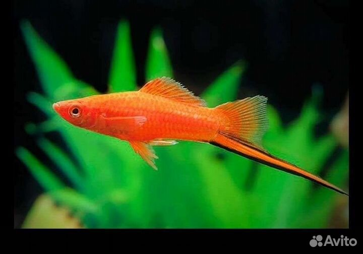 Аквариумные рыбки