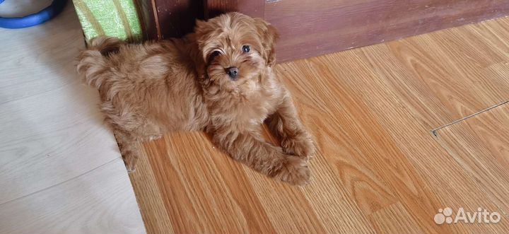 Red brown мальтипу Нора