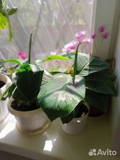 Банан комнатный,лимон,мандарин