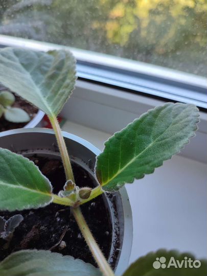 Глоксиния (листочки укорененные,сеянцы)