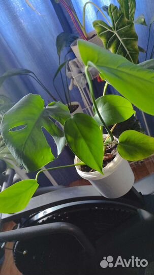 Комнатные растения