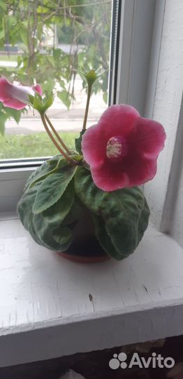 Комнатные цветы