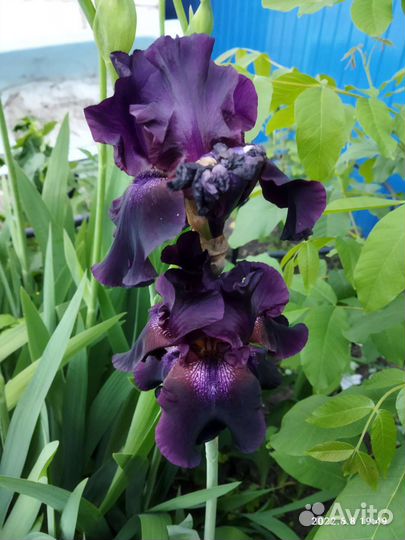 Цветы ирисы