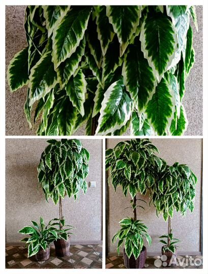 Искусственные растения