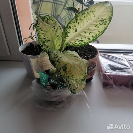 Диффенбахия