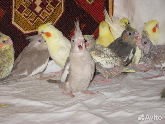 Продам корелл