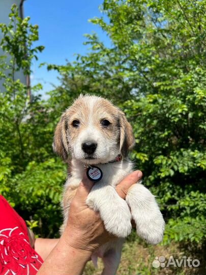 Красотулька в добрые руки