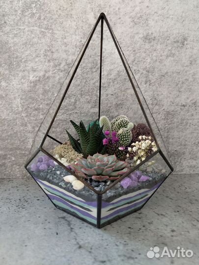 Флорариум суккуленты