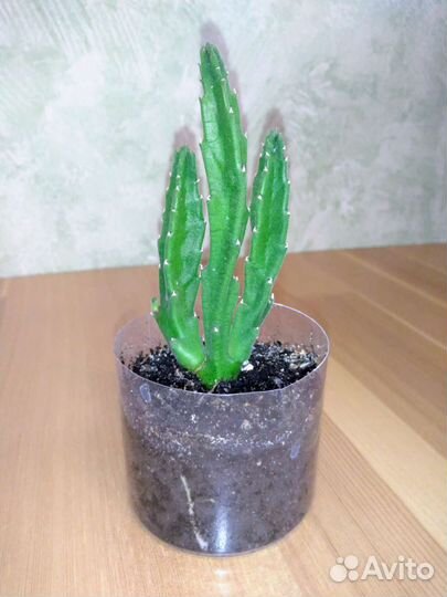 Комнатные Цветы Разные (50)