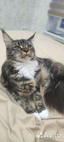 Мейн-кун кошка 1 год