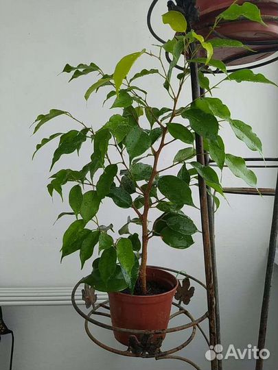 Фикус бенжамина большой