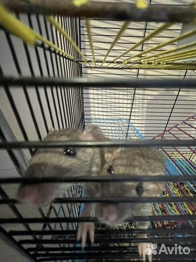 Декоративная крыса Дамбо