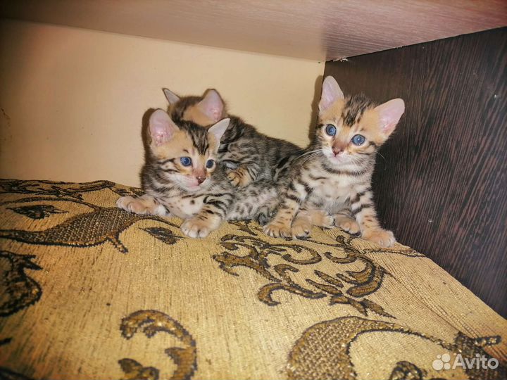 Бенгальские котята