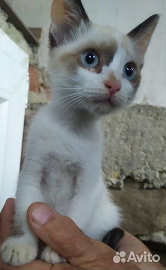 Красивые котята