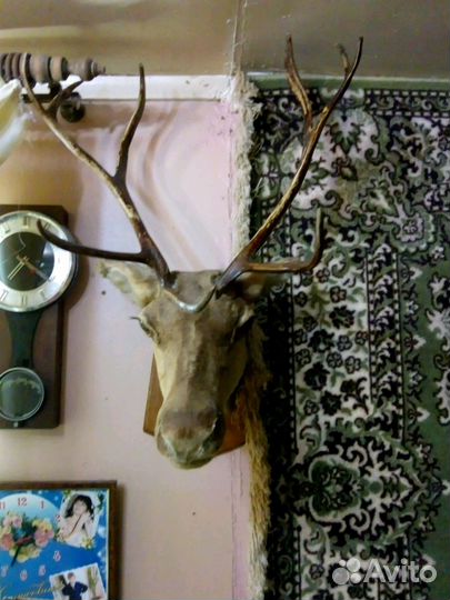 Чучело оленя