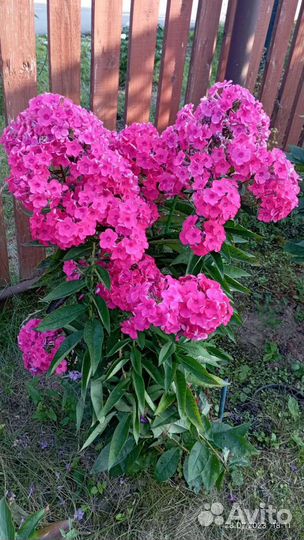 Флокс нереально красивый