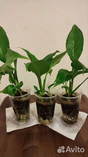 Спатифиллум Женское счастье