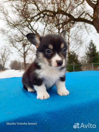 Вельш-корги пемброк