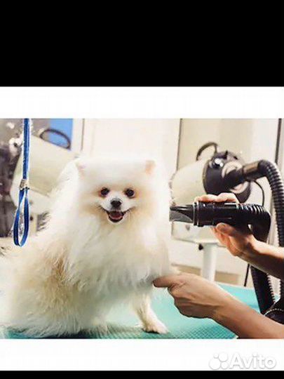 Аренда компрессора / фена для сушки собак и кошек