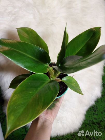 Филодендрон олимпия