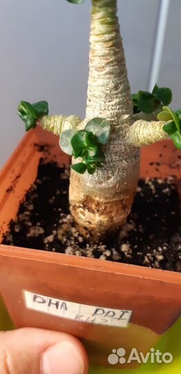 Адениумы барашки