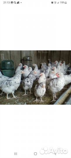 Инкубационное яйцо Пушкинская