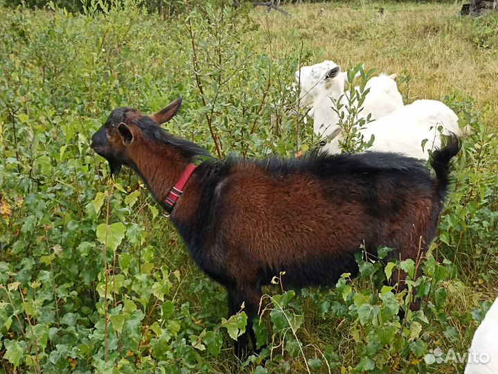 Чешский козел