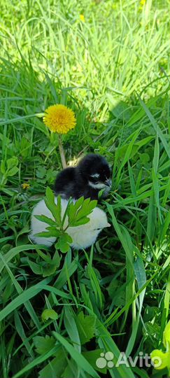 Доминант дс-109 доминант GS-459