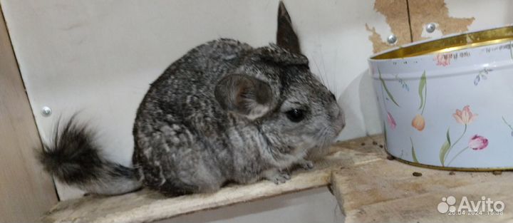 Шиншиллы пара