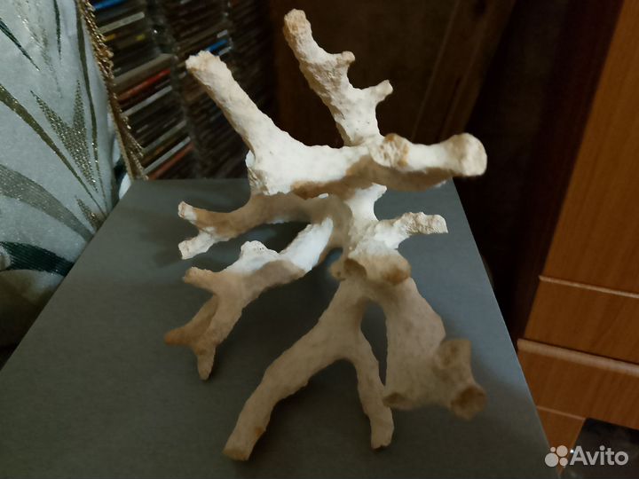 Коралл балянус