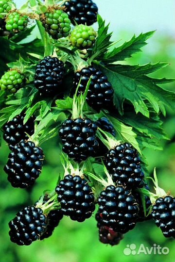 Саженец ежевики