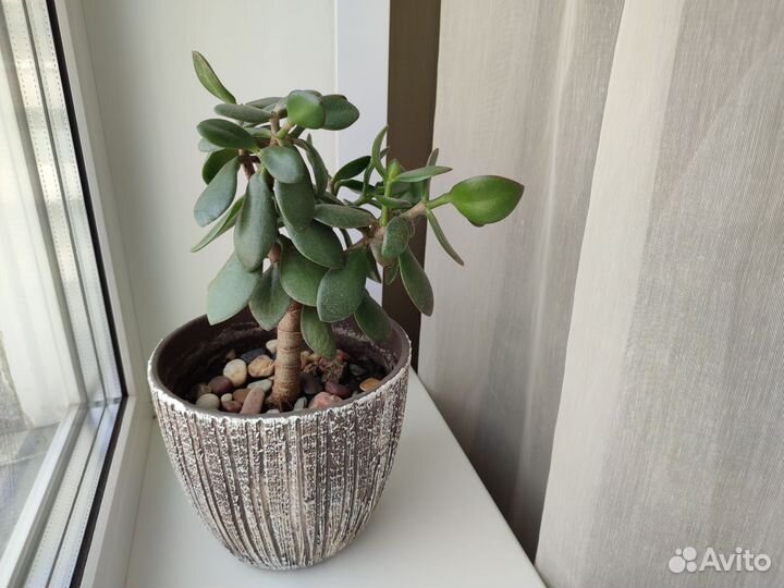 Денежное дерево толстянка крассула