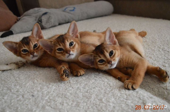 Абиссинская кошка