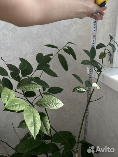 Комнатное Лимонное дерево с плодами