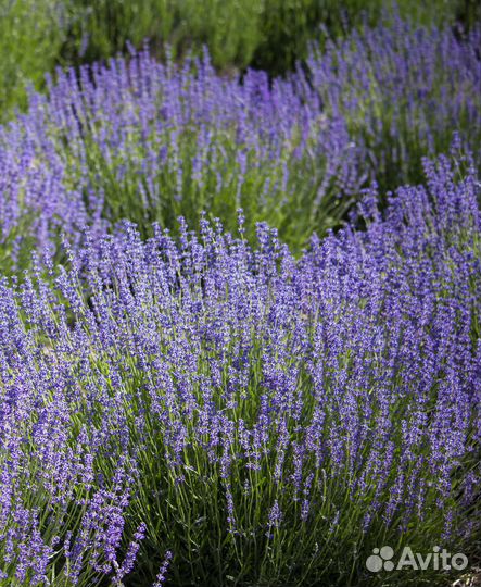 Иссоп (северная лаванда)